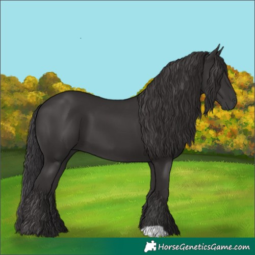 Horse Color:Smoky Black 
