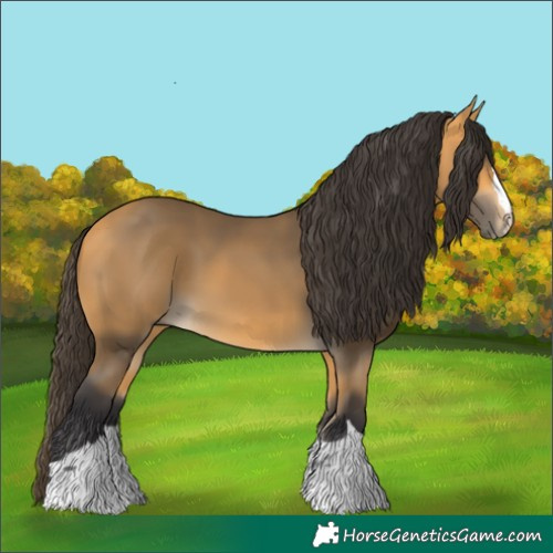 Horse Color:Buckskin 