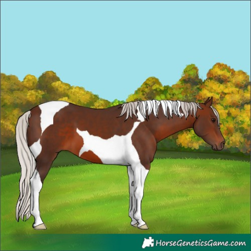 Horse Color:Silver Brown Tobiano