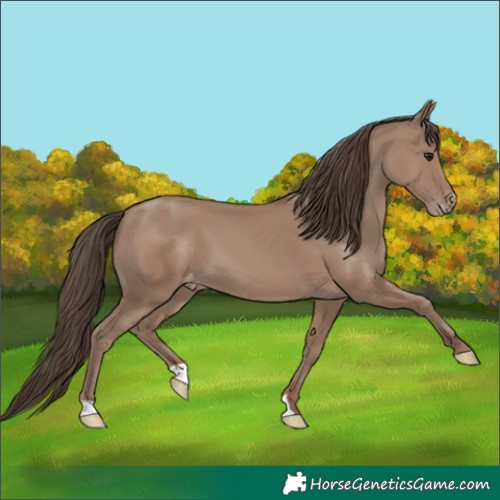 Horse Color:Classic Champagne Appaloosa 