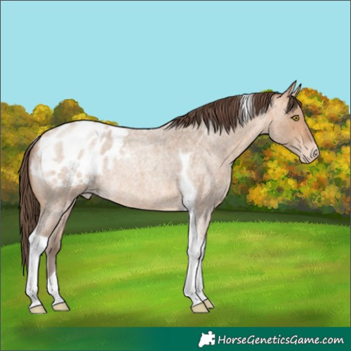 Horse Color:Amber Champagne Roan Tobiano Appaloosa Rabicano 