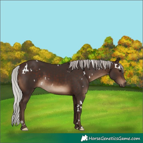 Horse Color:White Spotted Silver Brown