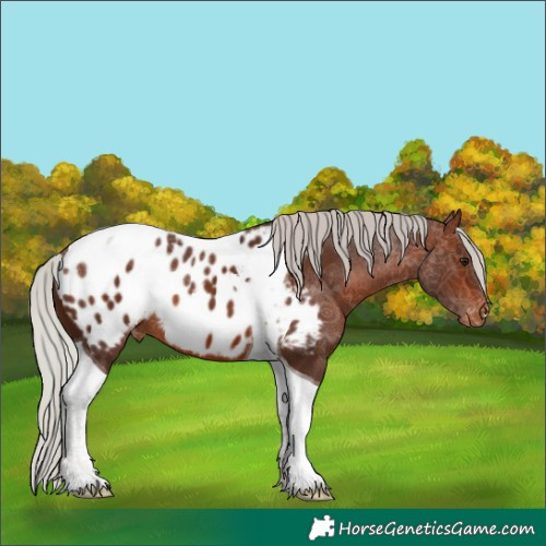 Horse Color:Silver Bay Tobiano Appaloosa 