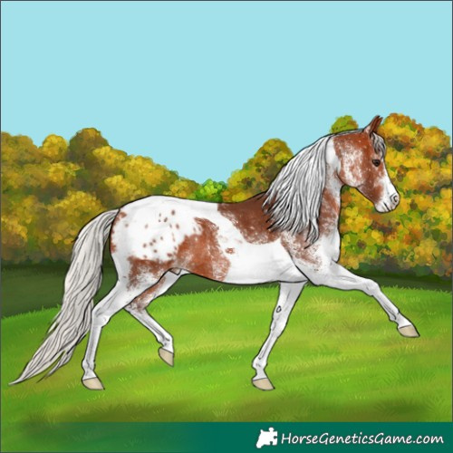 Horse Color:White Spotted Silver Bay Tobiano Blanket Rabicano 