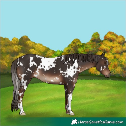 Horse Color:White Spotted Liver Chestnut 