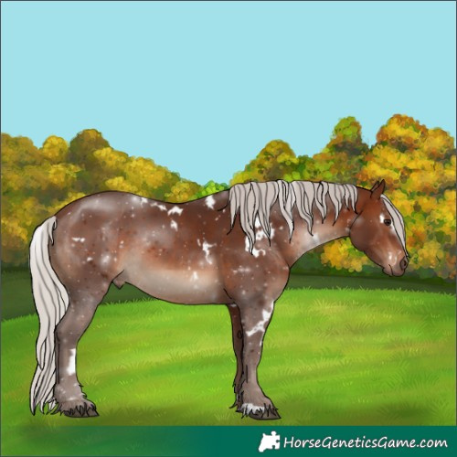 Horse Color:White Spotted Silver Brown Rabicano