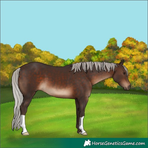 Horse Color:Silver Brown 