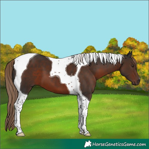 Horse Color:Liver Chestnut Tobiano
