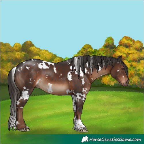 Horse Color:White Spotted Liver Chestnut 