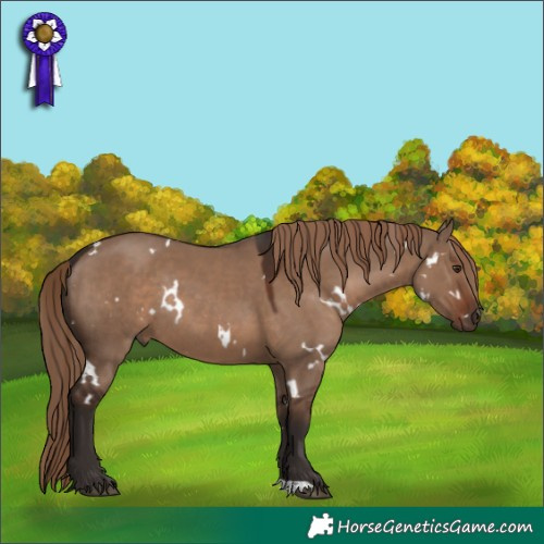 Horse Color:White Spotted Liver Red Dun Rabicano 
