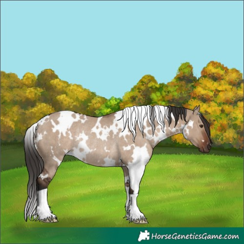 Horse Color:White Spotted Liver Red Dun Rabicano