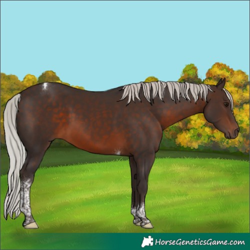 Horse Color:Silver Brown Tobiano
