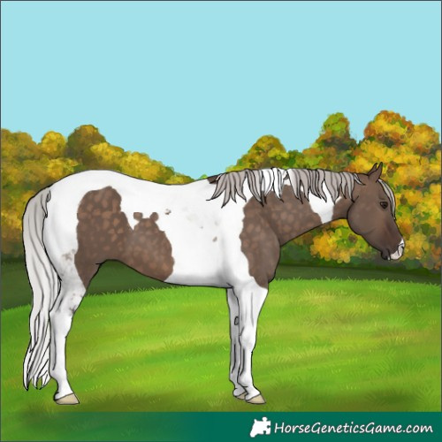Horse Color:Silver Brown Dun Tobiano