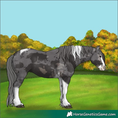 Horse Color:Smoky Black Merle Splash Tobiano 
