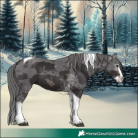 Horse Color:Smoky Black Merle Splash Tobiano