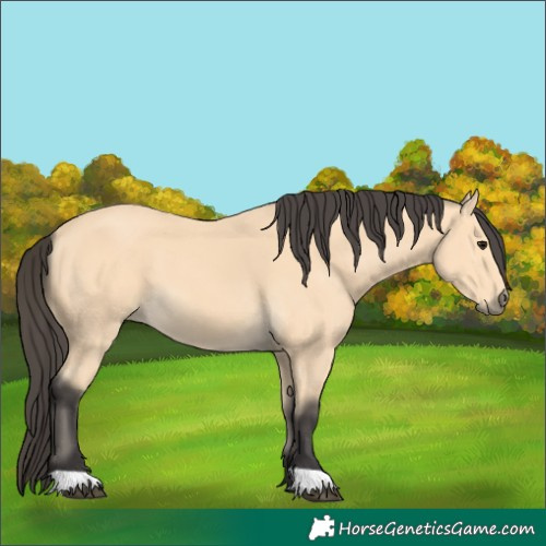 Horse Color:Buckskin