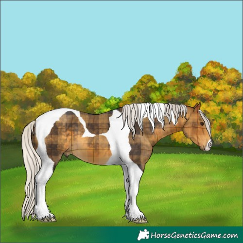 Horse Color:Plaid Silver Buckskin Tobiano