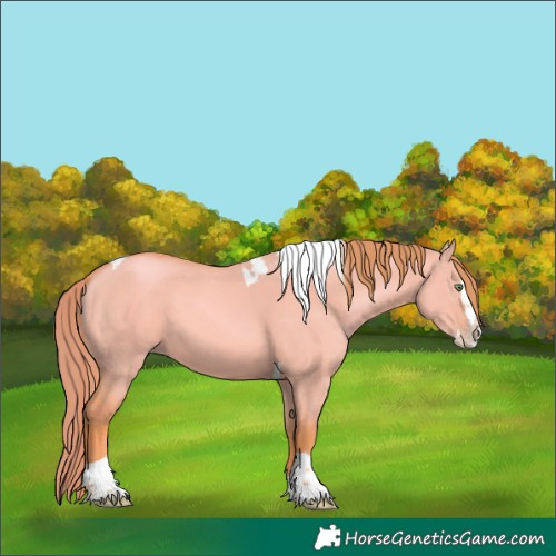 Horse Color:Watercolor Gold Champagne Dun Splash Tobiano Rabicano 