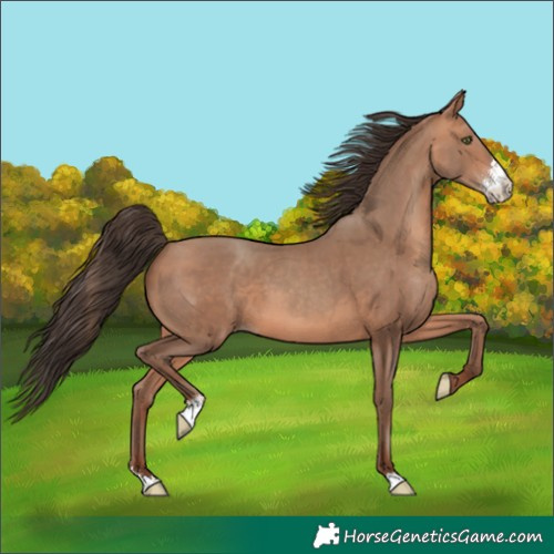 Horse Color:Amber Champagne Sabino
