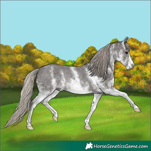Horse Color:Gray White Spotted Silver Black Rabicano 