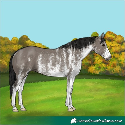 Horse Color:Gray White Spotted Grullo Rabicano 