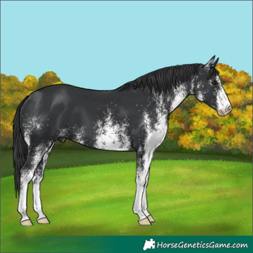 Horse Color:White Spotted Black 