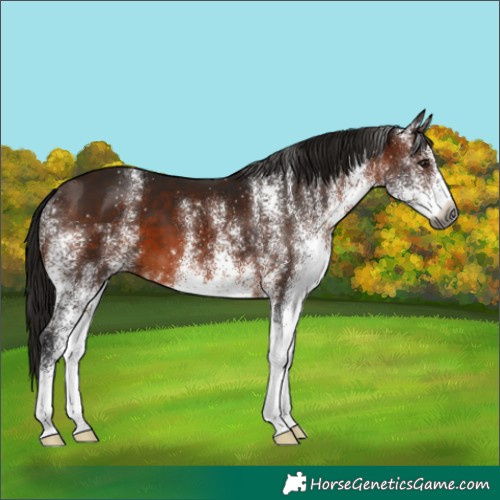 Horse Color:Gray White Spotted Bay 