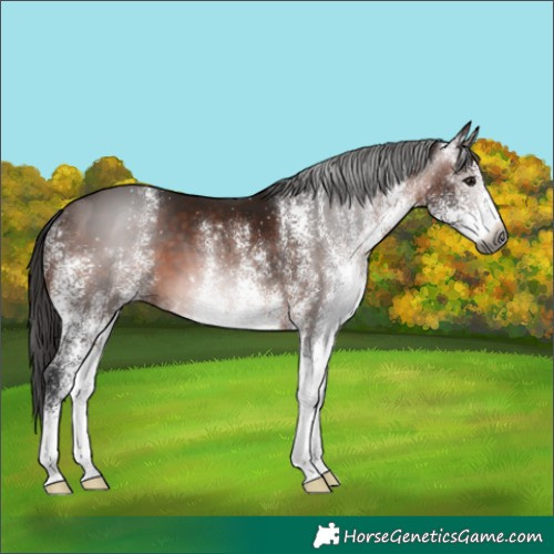 Horse Color:Gray White Spotted Bay