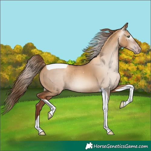 Horse Color:Gray Gold Champagne Dun Tobiano