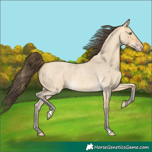 Horse Color:Amber Cream Champagne Roan Dun