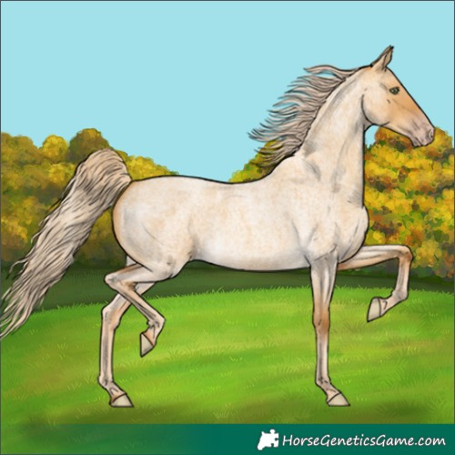 Horse Color:Gold Cream Champagne Roan Dun 