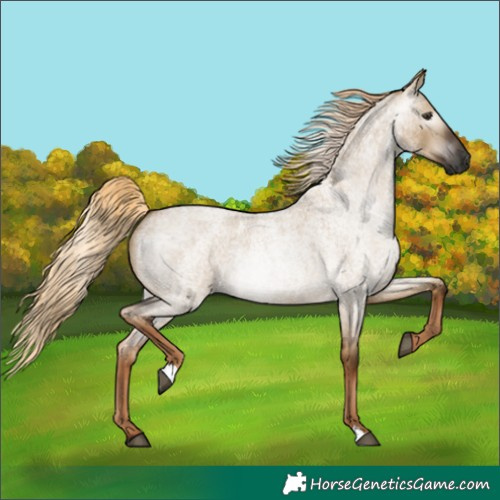 Horse Color:Gray Chocolate Palomino Roan Dun 