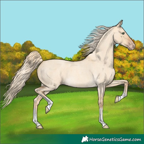 Horse Color:White Spotted Gold Cream Champagne Roan Dun