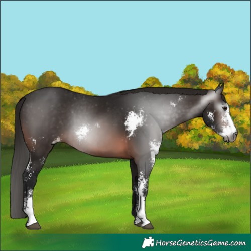 Horse Color:Gray Brown Sabino Varnish 