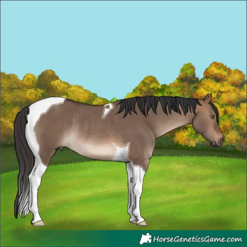 Horse Color:Brown Dun Tobiano Rabicano