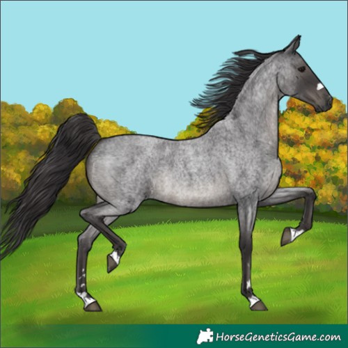 Horse Color:Smoky Blue Roan