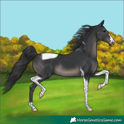 Horse Color:Black Tobiano 