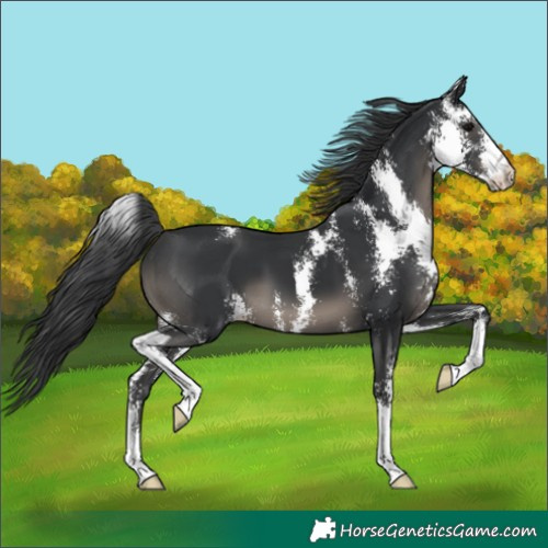 Horse Color:Black Sabino