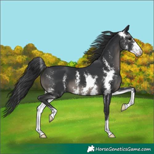 Horse Color:Black Sabino