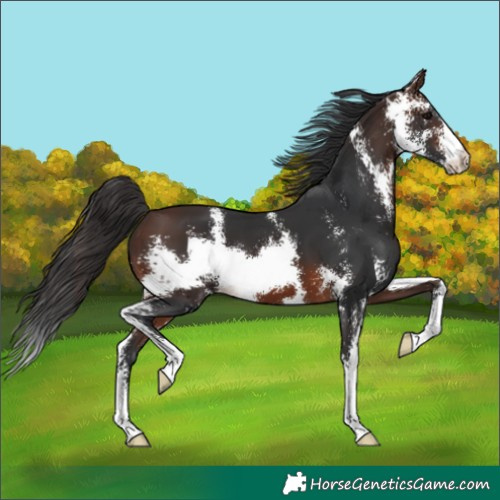 Horse Color:Brown Sabino