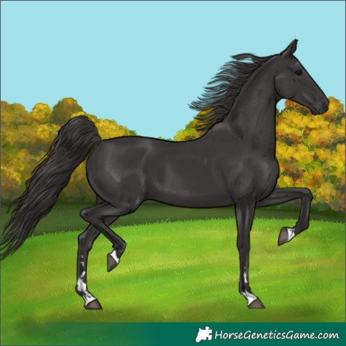 Horse Color:Smoky Black