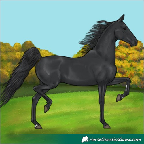 Horse Color:Black 