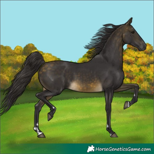 Horse Color:Buckskin