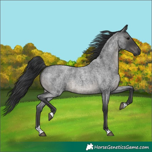 Horse Color:Blue Roan 