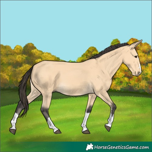Horse Color:Buckskin