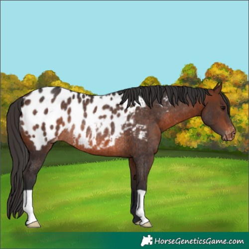 Horse Color:Brown Blanket Rabicano