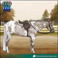 Horse Color:White Spotted Silver Grullo Rabicano 