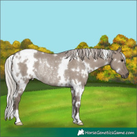 Horse Color:White Spotted Silver Grullo Rabicano 