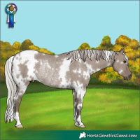 Horse Color:White Spotted Silver Grullo Rabicano 