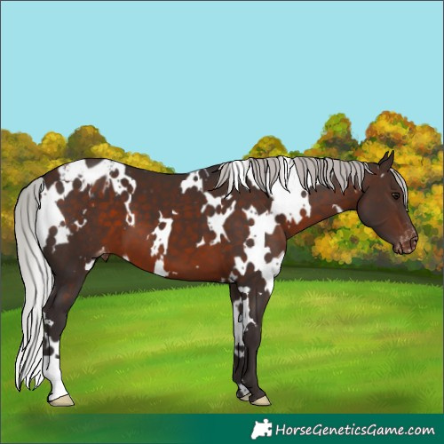 Horse Color:White Spotted Silver Brown Appaloosa